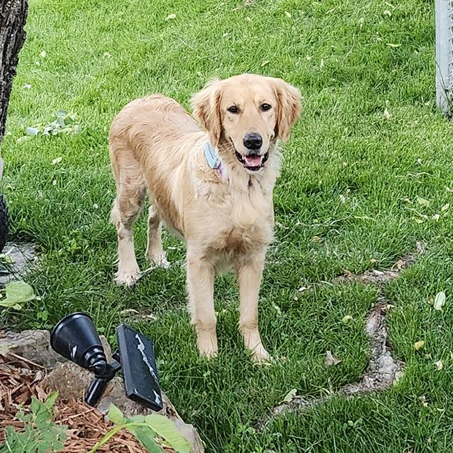 Ella (26-087), Adoptable, Adult Female Golden Retriever.