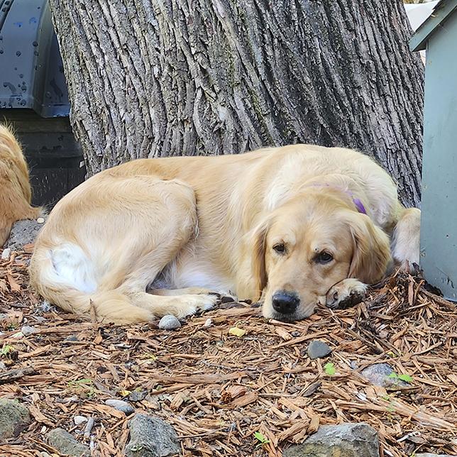 Enlarge Ella (26-087), a Adoptable Golden Retriever in Minnetonka, MN image 4/5
