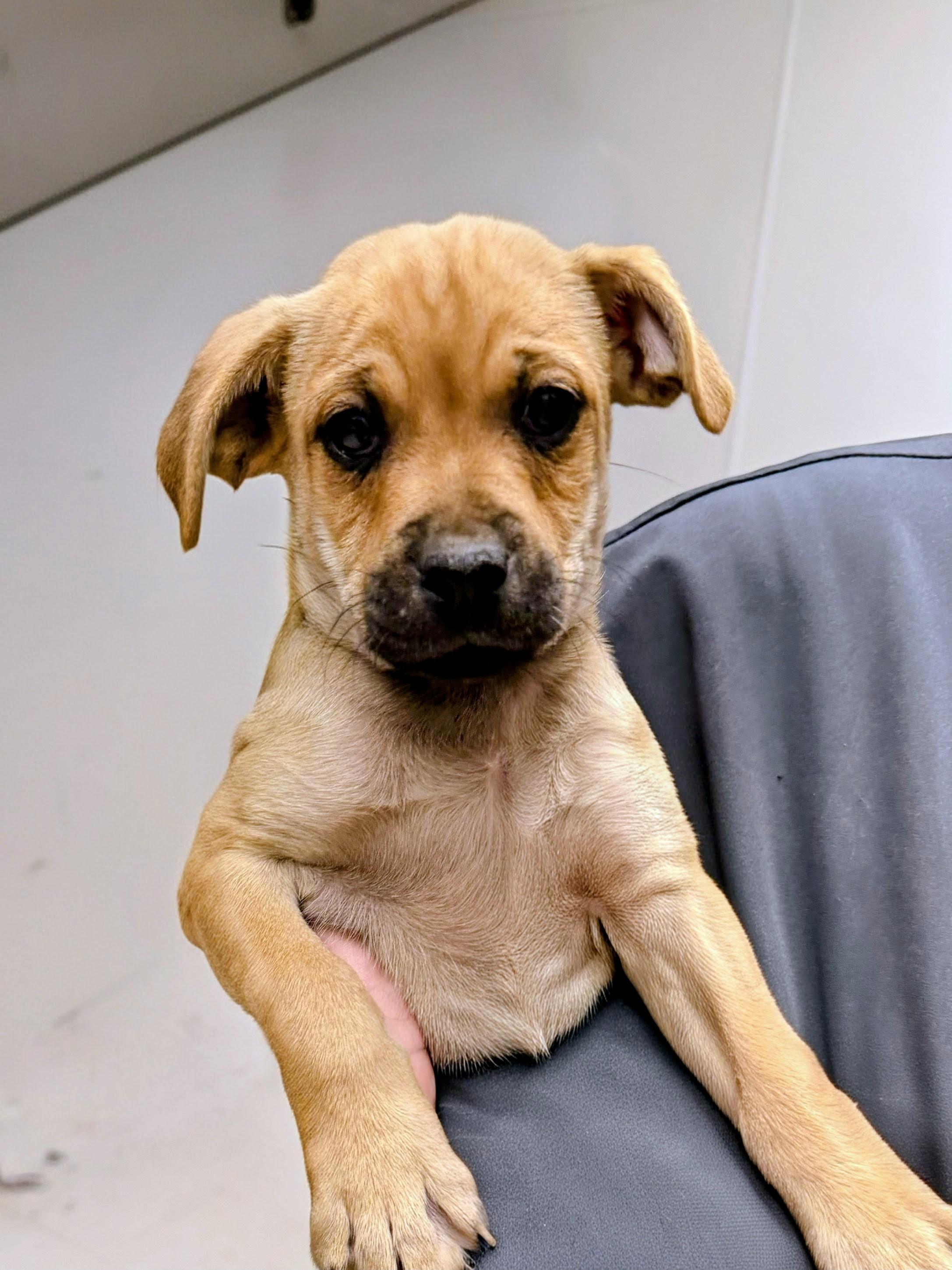 Enlarge Milk Dud, an adoptable mixed breed in Willington, CT image 2/2