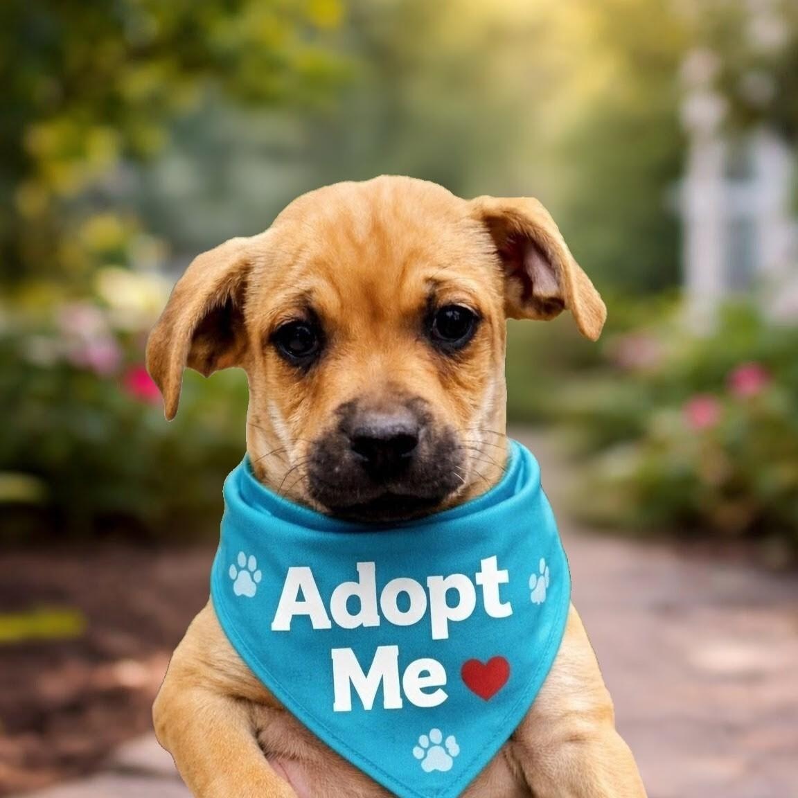 Enlarge Milton - In NJ, an adoptable mixed breed in Willington, CT image 6/6