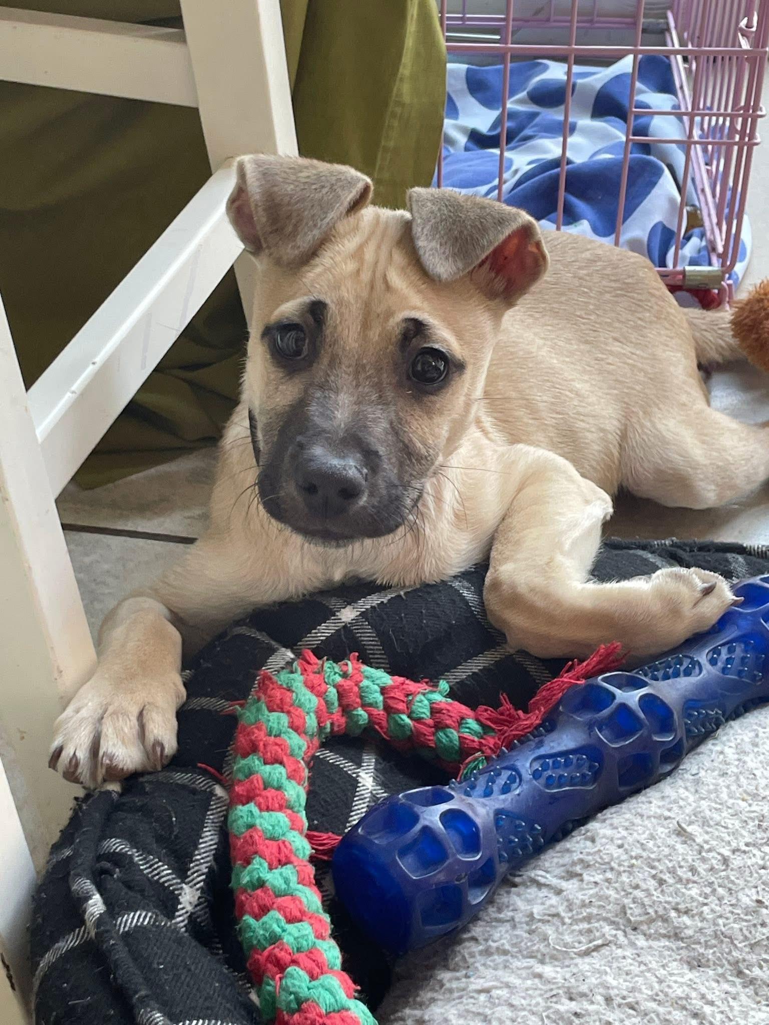 Enlarge Milton - In NJ, an adoptable mixed breed in Willington, CT image 1/6