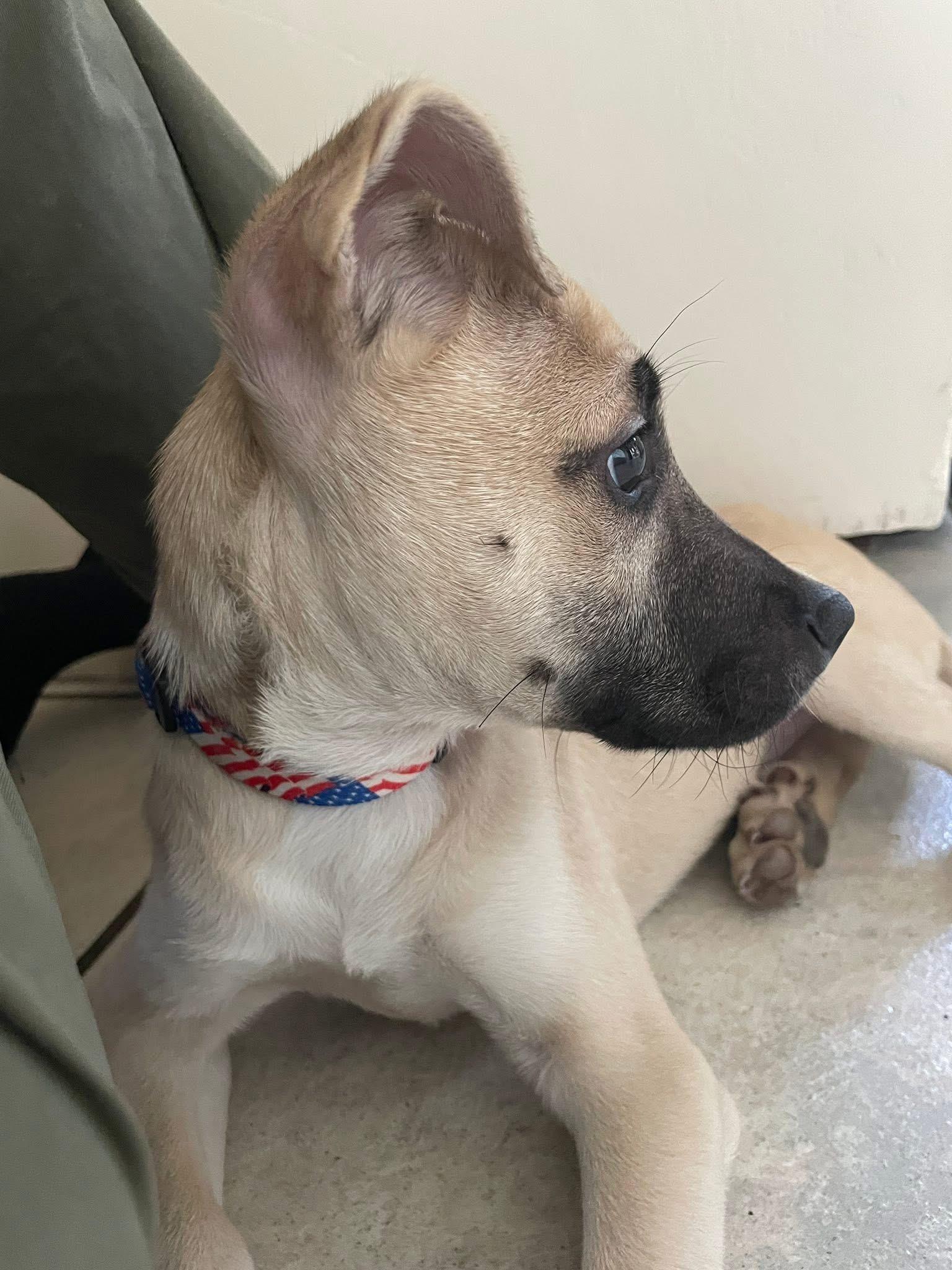 Enlarge Milton - In NJ, an adoptable mixed breed in Willington, CT image 3/6