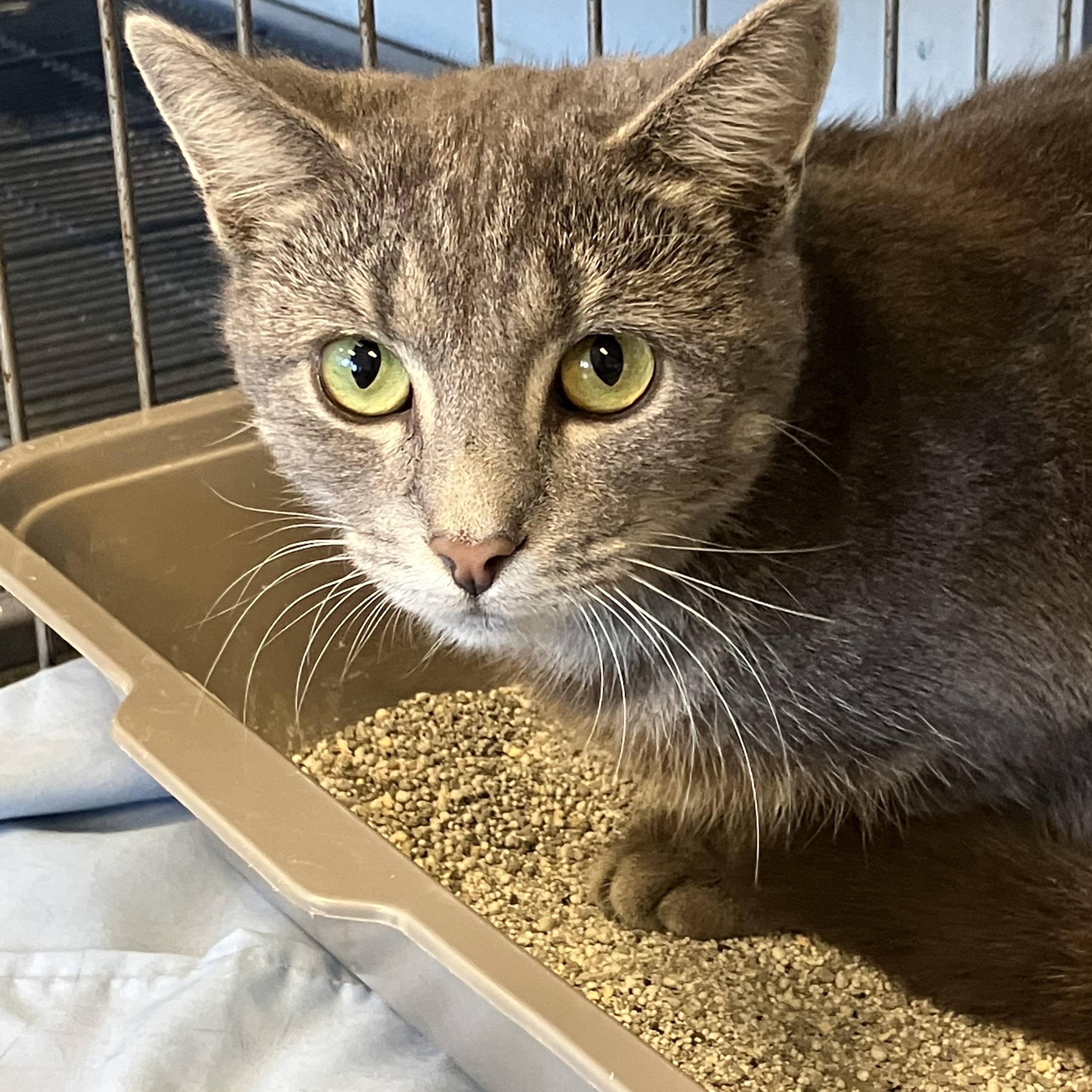 Freedom, Adopted, Young Female Domestic Short Hair.