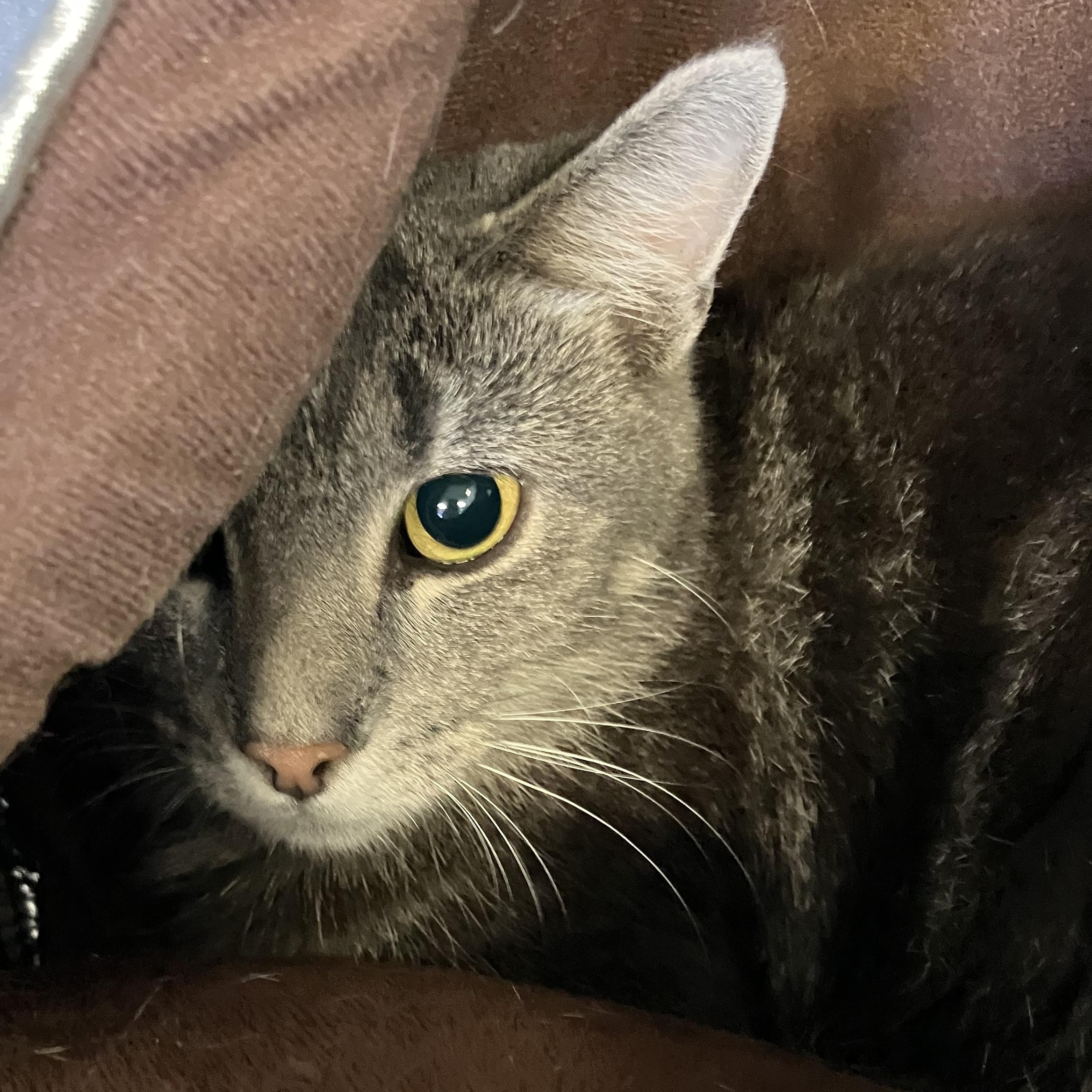 Enlarge Freedom, a Adopted Domestic Short Hair in Parma, OH image 2/2