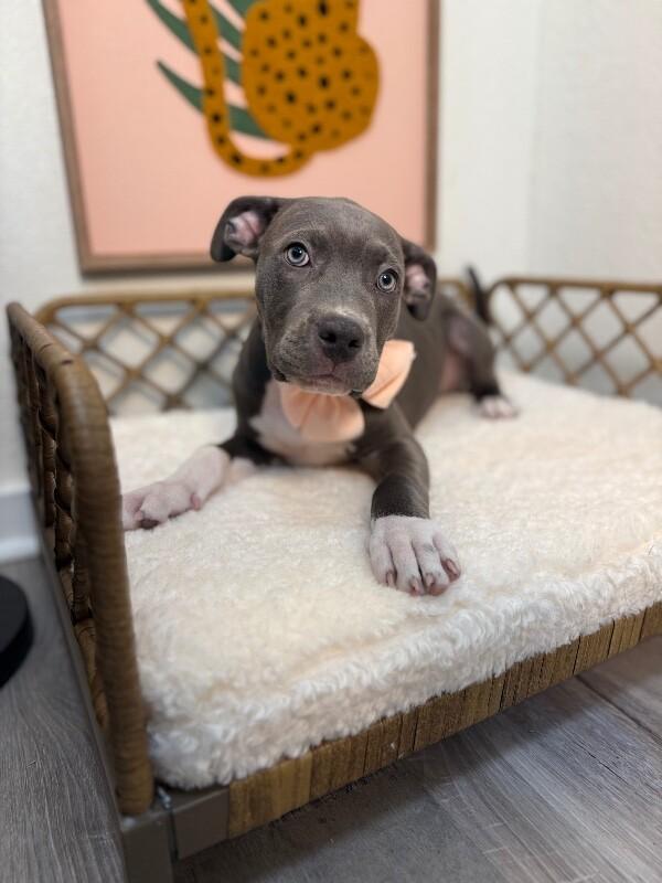 Thelma Bumblebee Belly-Rub Princess