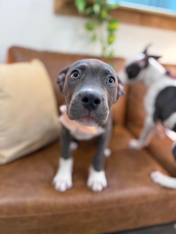 Thelma Bumblebee Belly-Rub Princess — thumbnail 4