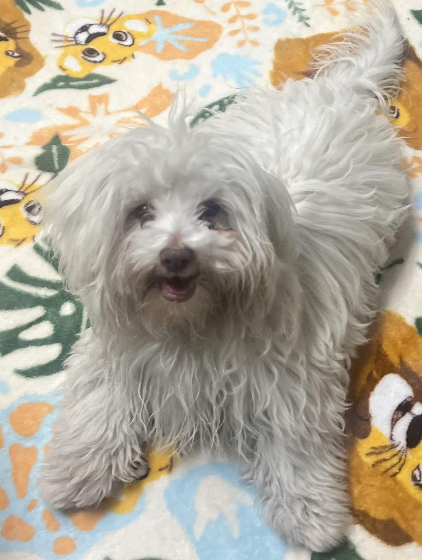 Enlarge Ewok, a ADOPTABLE Maltipoo in Los Angeles, CA image 3/3