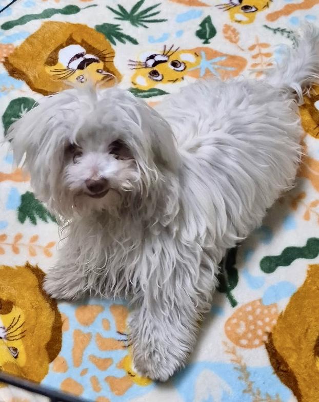 Ewok, ADOPTABLE, Puppy Male Maltipoo.
