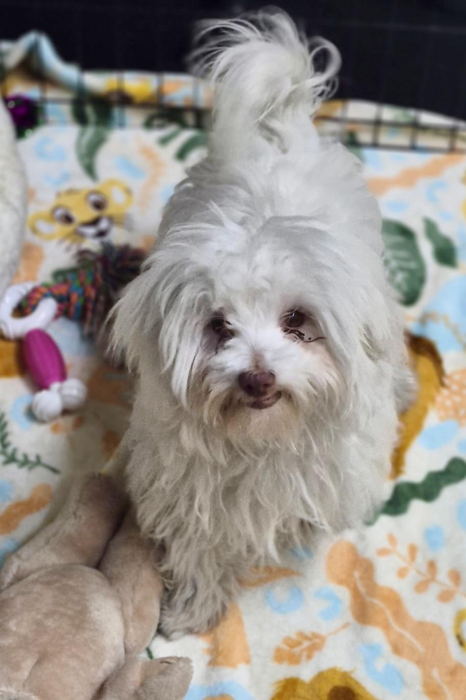 Enlarge Ewok, a ADOPTABLE Maltipoo in Los Angeles, CA image 2/3