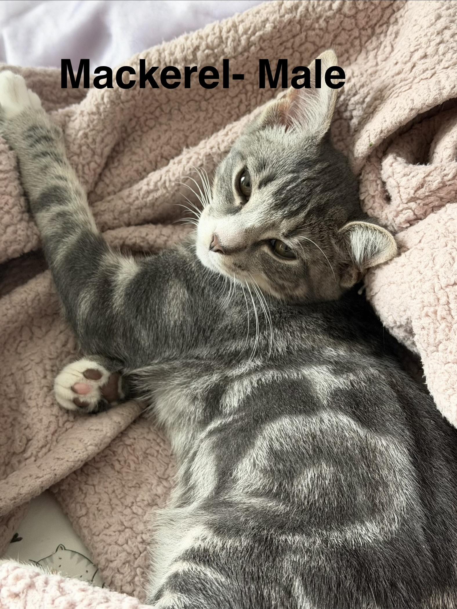 Mackerel-4 months-GORGEOUS ON THE OUTSIDE, SWEET SOUL ON THE INSIDE, ADOPTABLE, Kitten Male Domestic Short Hair.