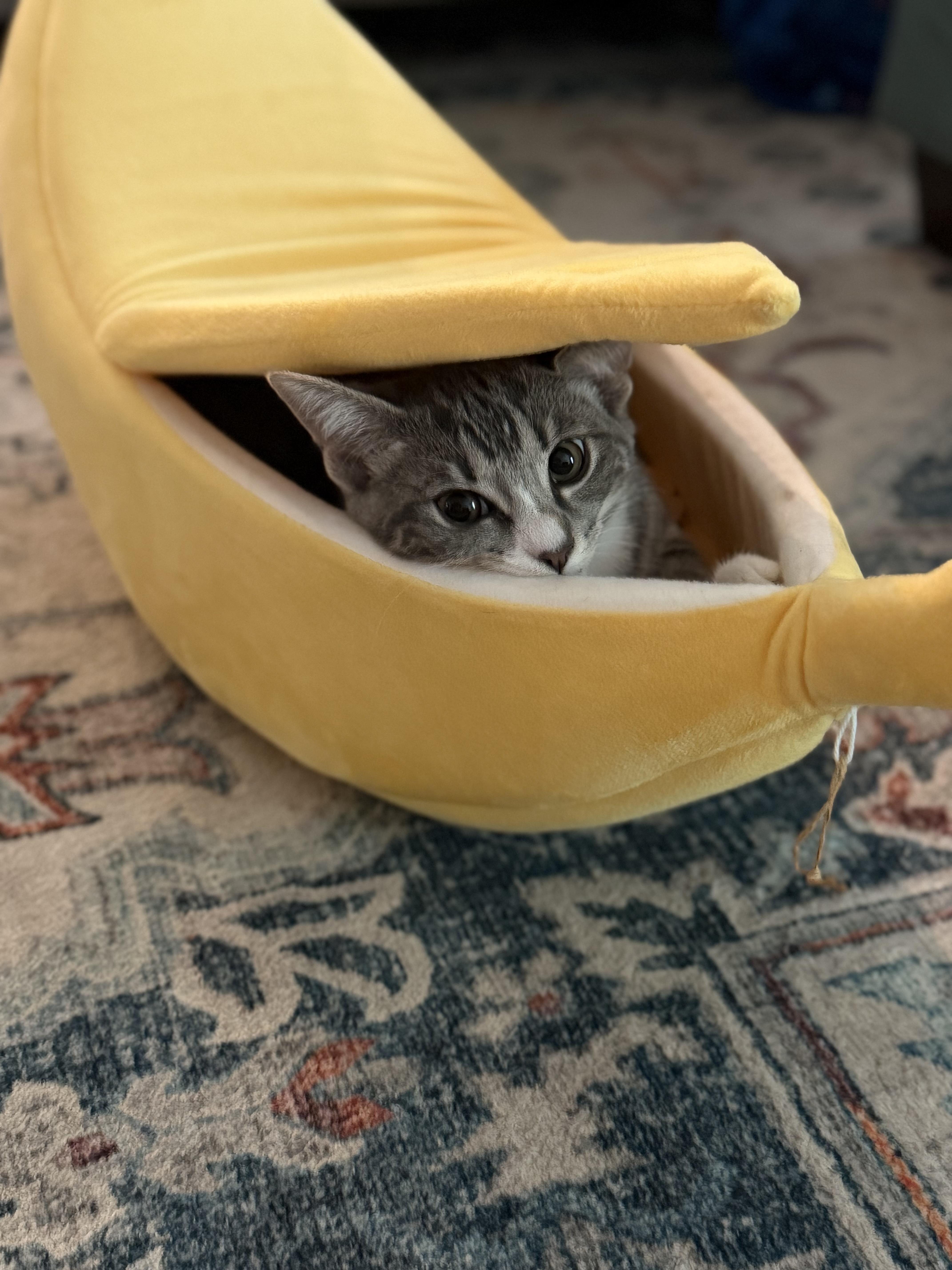 Mackerel-4 months-GORGEOUS ON THE OUTSIDE, SWEET SOUL ON THE INSIDE, a ADOPTABLE Domestic Short Hair in Bristow, VA image 2/4