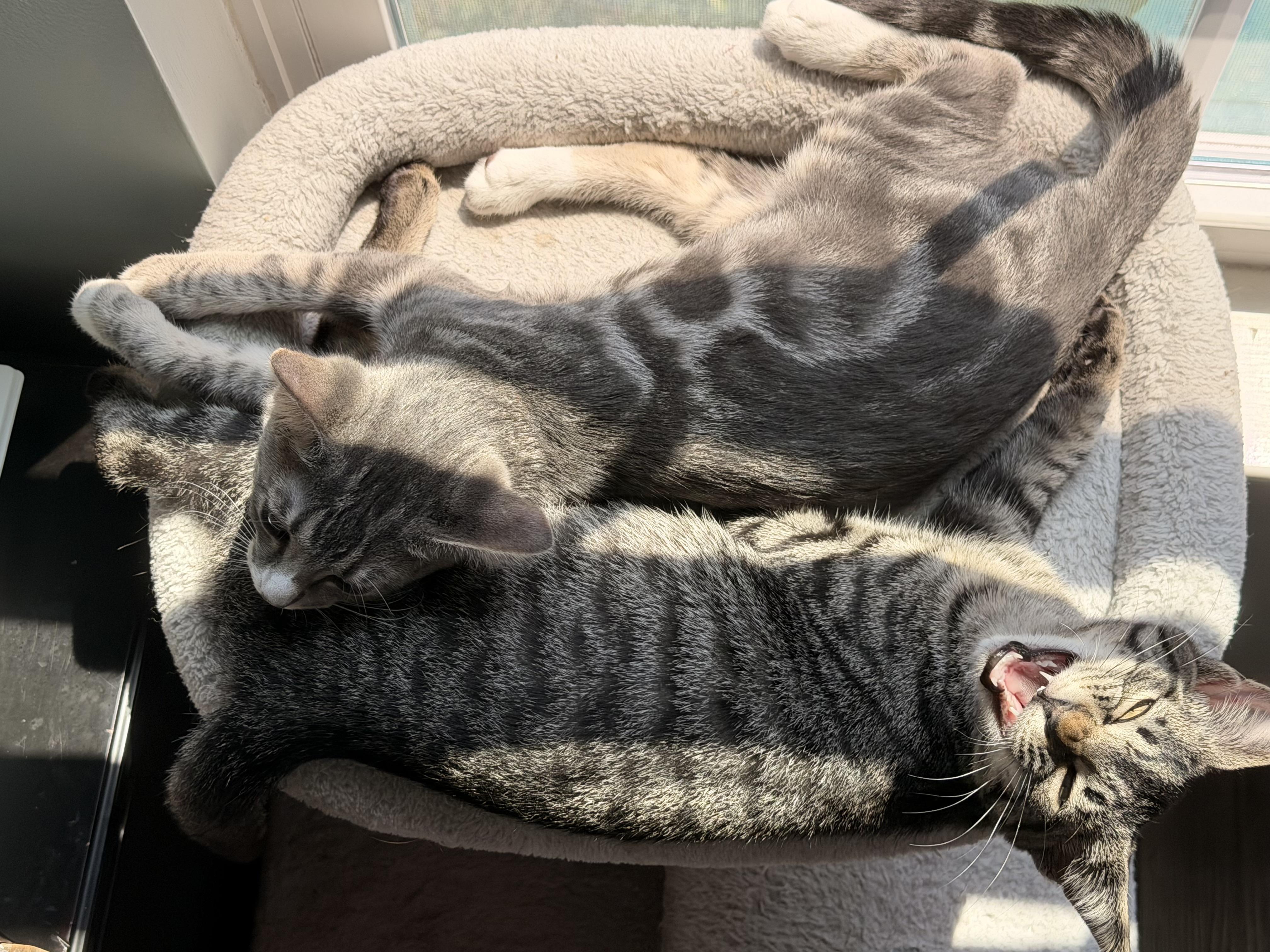 Mackerel-4 months-GORGEOUS ON THE OUTSIDE, SWEET SOUL ON THE INSIDE, a ADOPTABLE Domestic Short Hair in Bristow, VA image 3/4