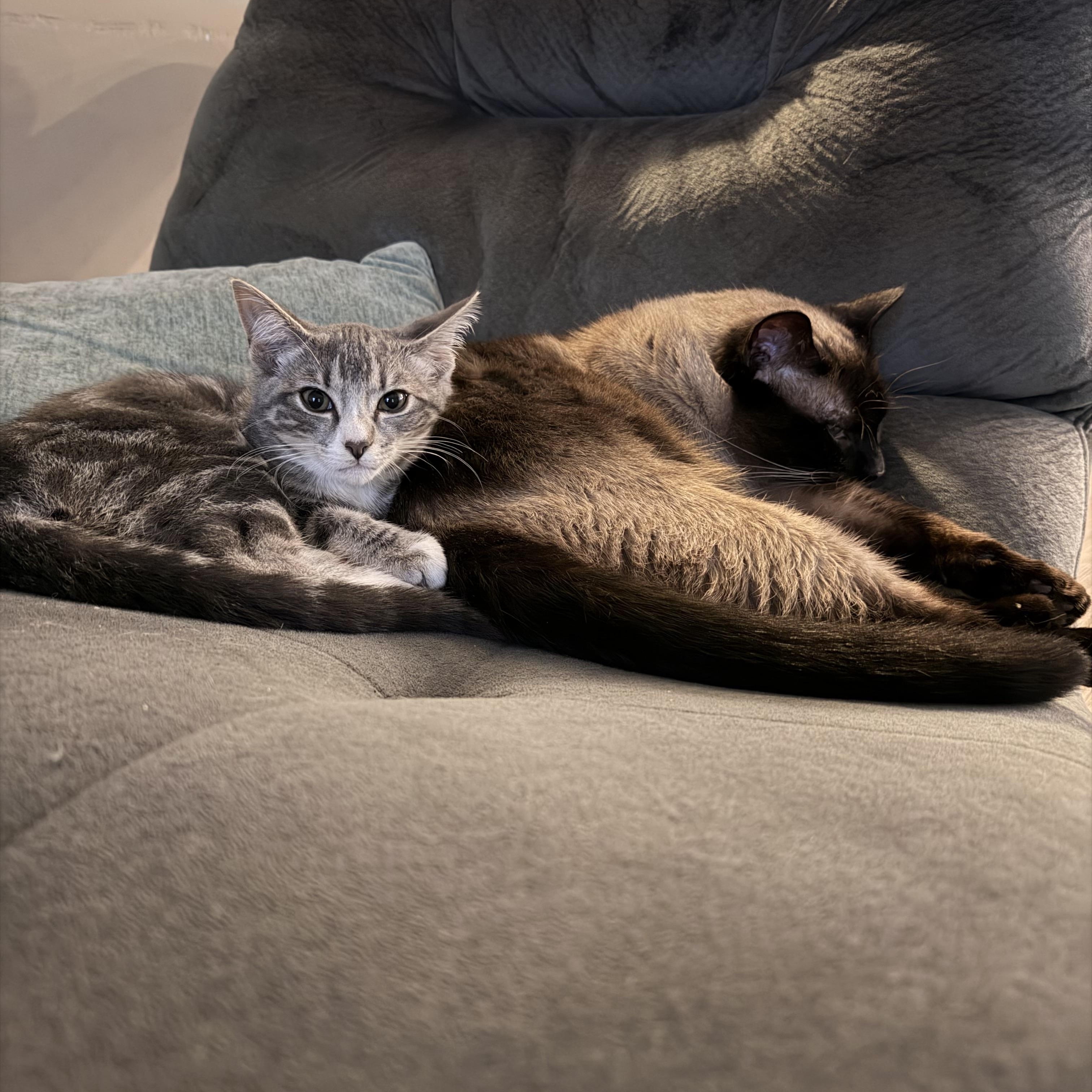 Mackerel-4 months-GORGEOUS ON THE OUTSIDE, SWEET SOUL ON THE INSIDE, a ADOPTABLE Domestic Short Hair in Bristow, VA image 4/4
