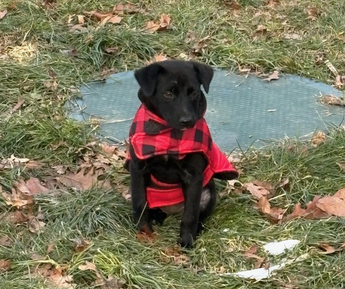 Enlarge Butterbean - An Old Soul Puppy!, an adopted mixed breed in STANHOPE, NJ image 2/4