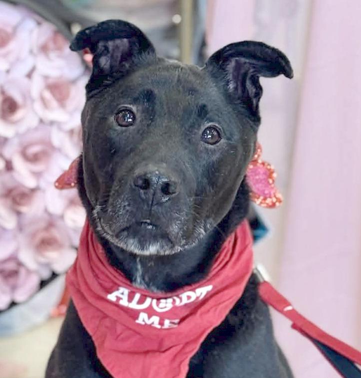 Enlarge Griswold , a ADOPTABLE Mixed Breed in Benton Harbor, MI image 1/6