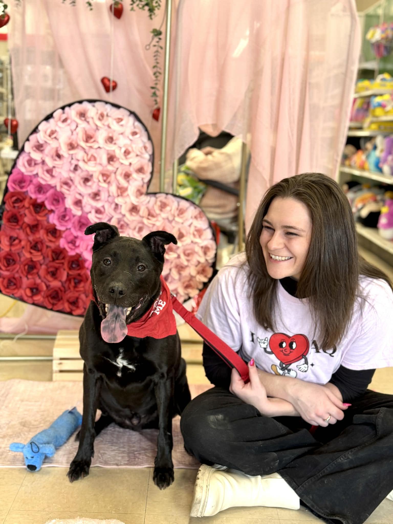 Enlarge Griswold , a ADOPTABLE Mixed Breed in Benton Harbor, MI image 2/4