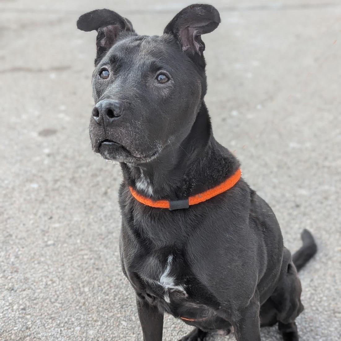 Enlarge Griswold , a ADOPTABLE Mixed Breed in Benton Harbor, MI image 1/4