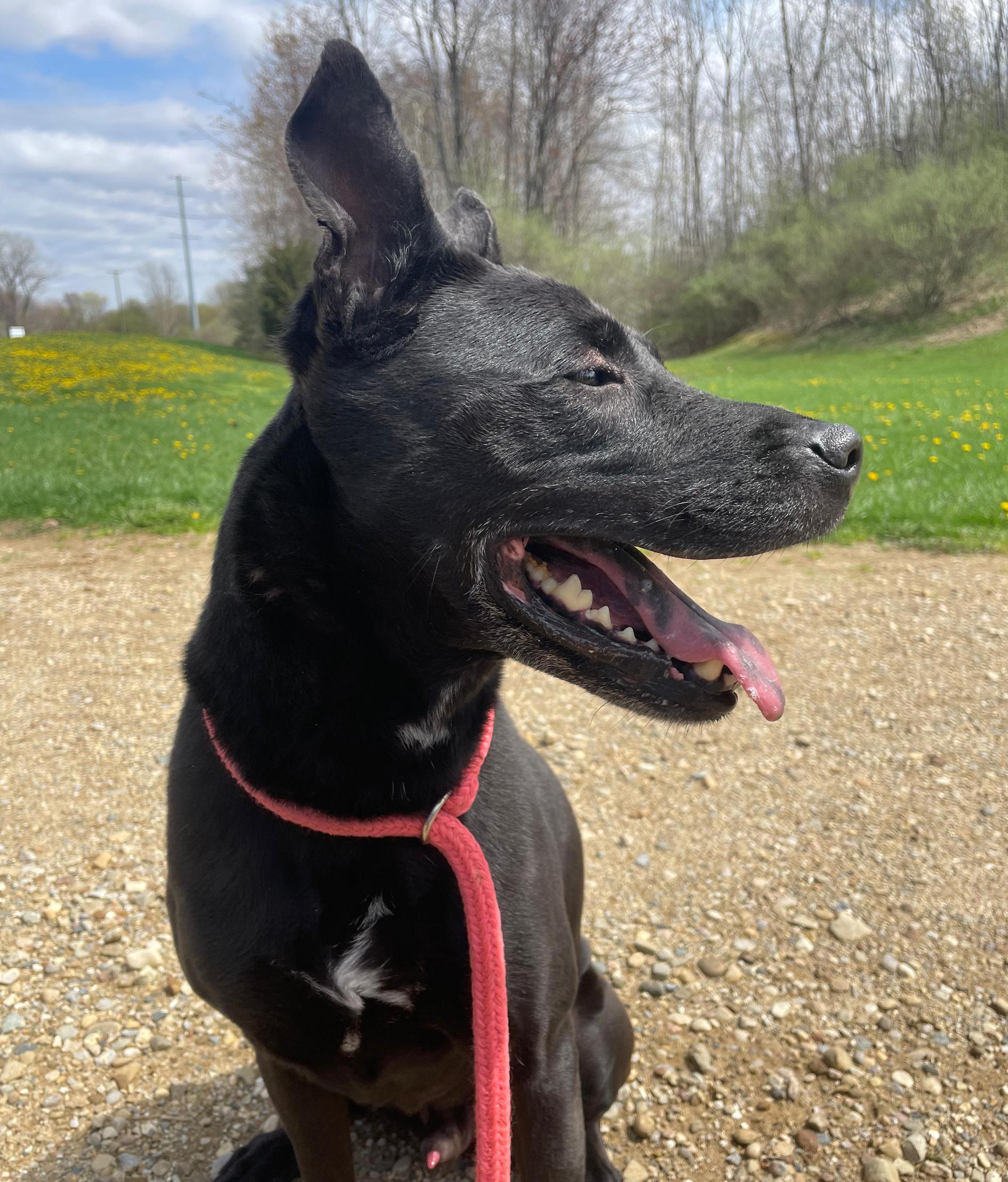 Griswold , ADOPTABLE, Senior Male Mixed Breed.