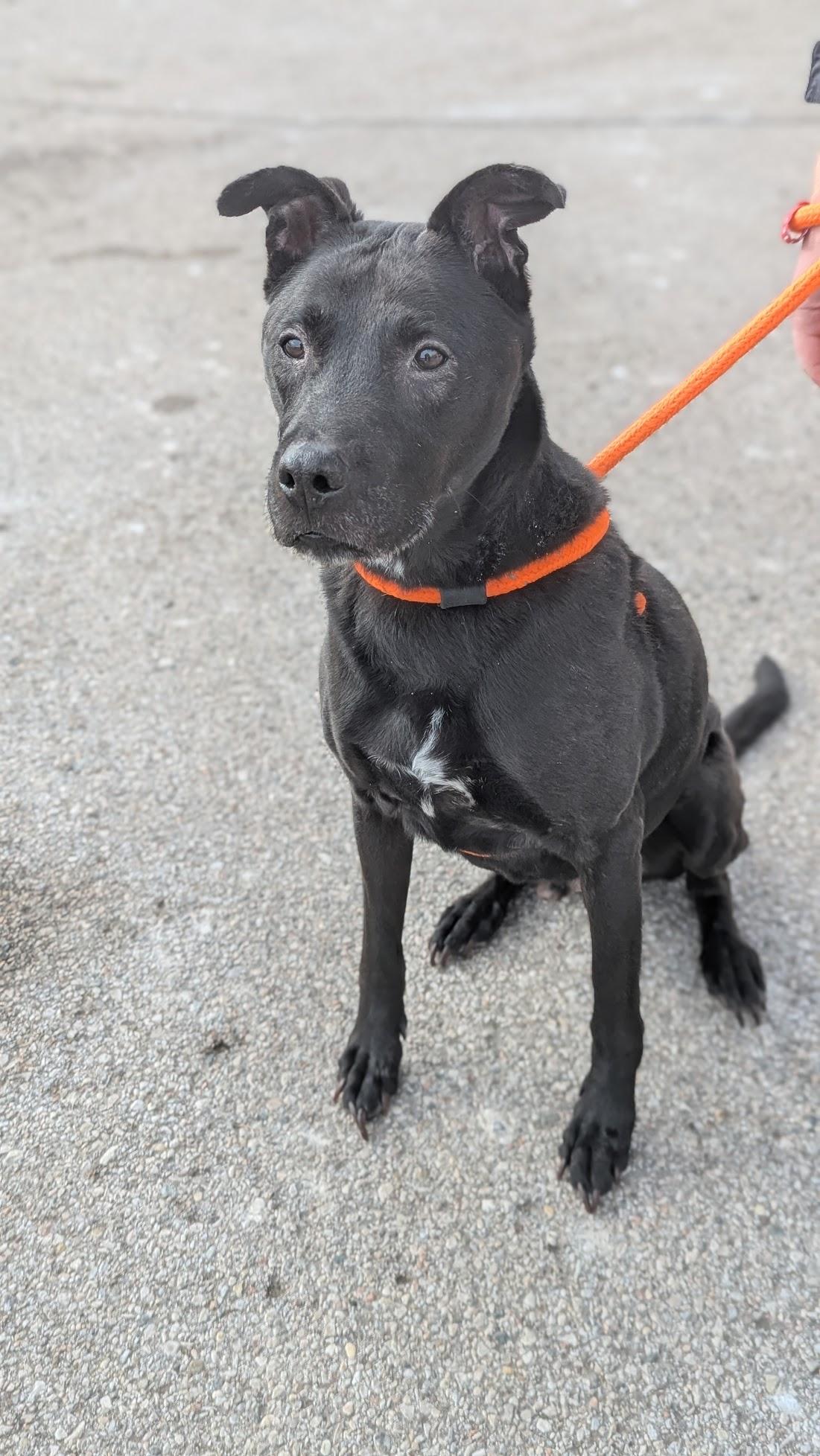 Enlarge Griswold , a ADOPTABLE Mixed Breed in Benton Harbor, MI image 3/4
