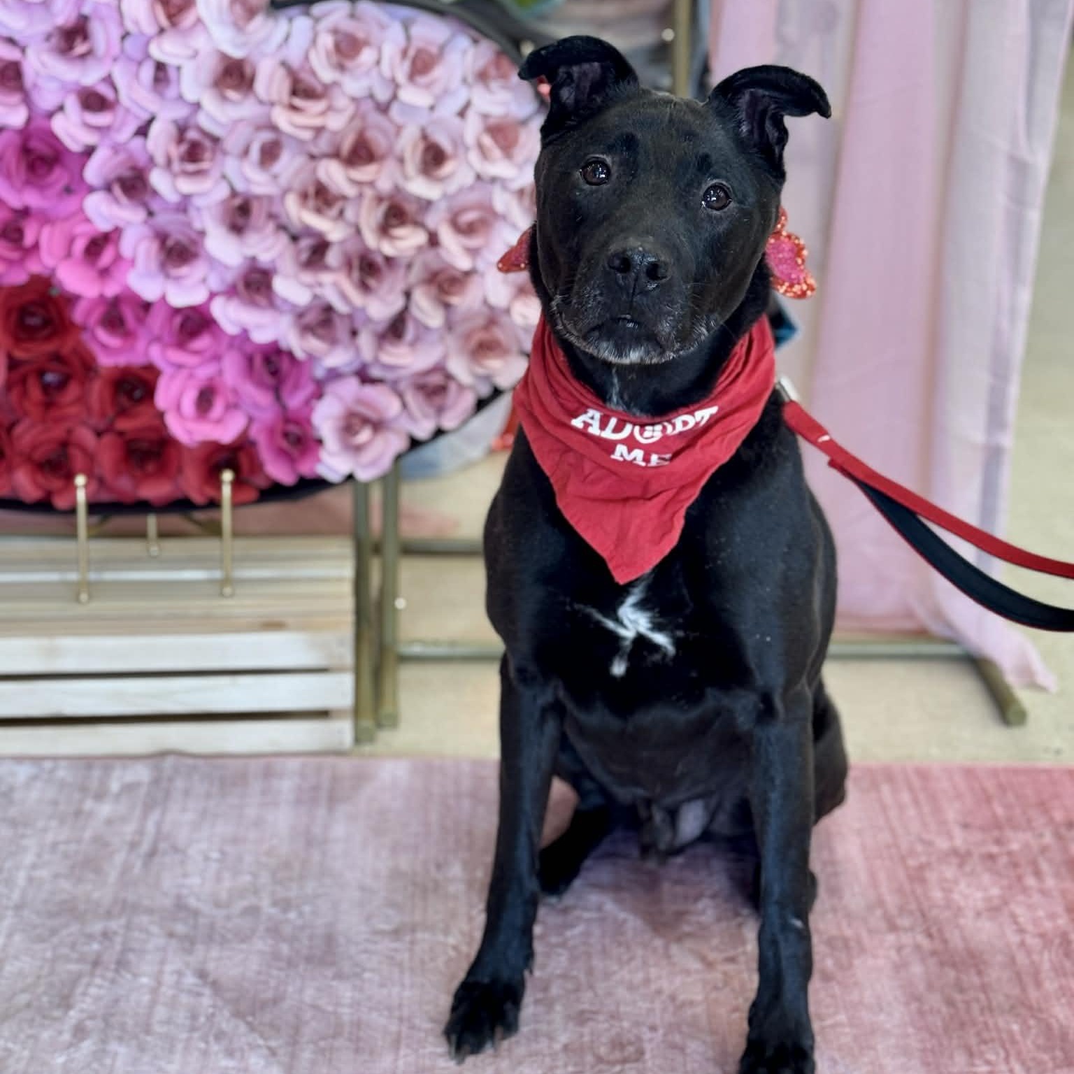 Griswold , ADOPTABLE, Senior Male Mixed Breed.