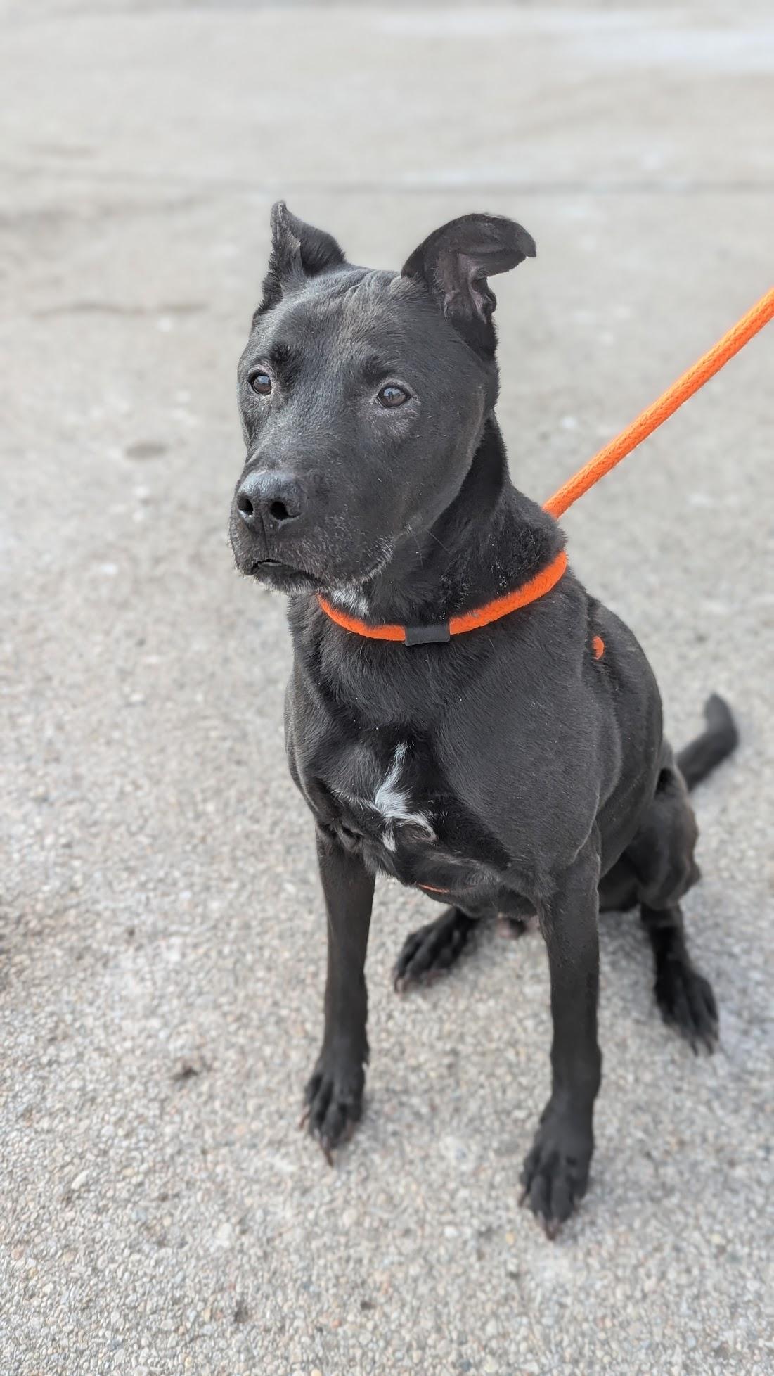 Enlarge Griswold , a ADOPTABLE Mixed Breed in Benton Harbor, MI image 2/4