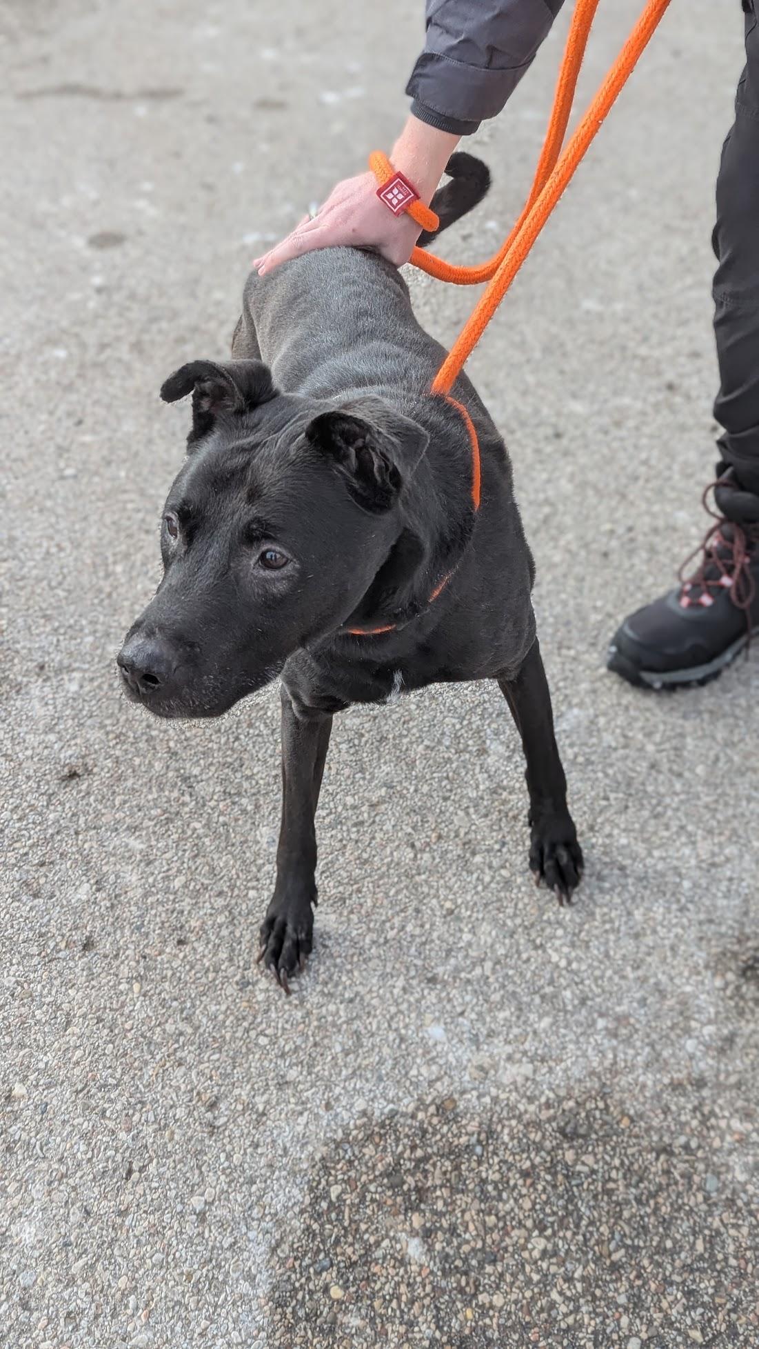 Enlarge Griswold , a ADOPTABLE Mixed Breed in Benton Harbor, MI image 4/4