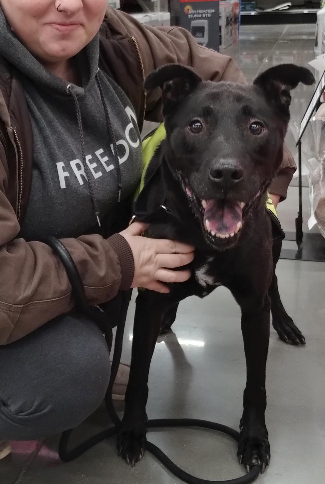 Enlarge Griswold , a ADOPTABLE Mixed Breed in Benton Harbor, MI image 2/6