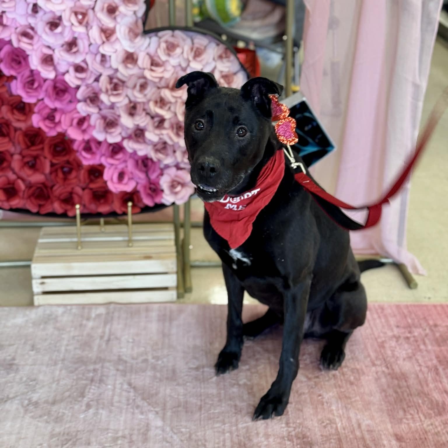 Enlarge Griswold , a ADOPTABLE Mixed Breed in Benton Harbor, MI image 4/4