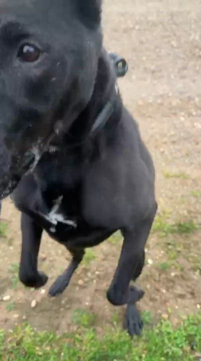 Enlarge Griswold , a ADOPTABLE Mixed Breed in Benton Harbor, MI video 4/6