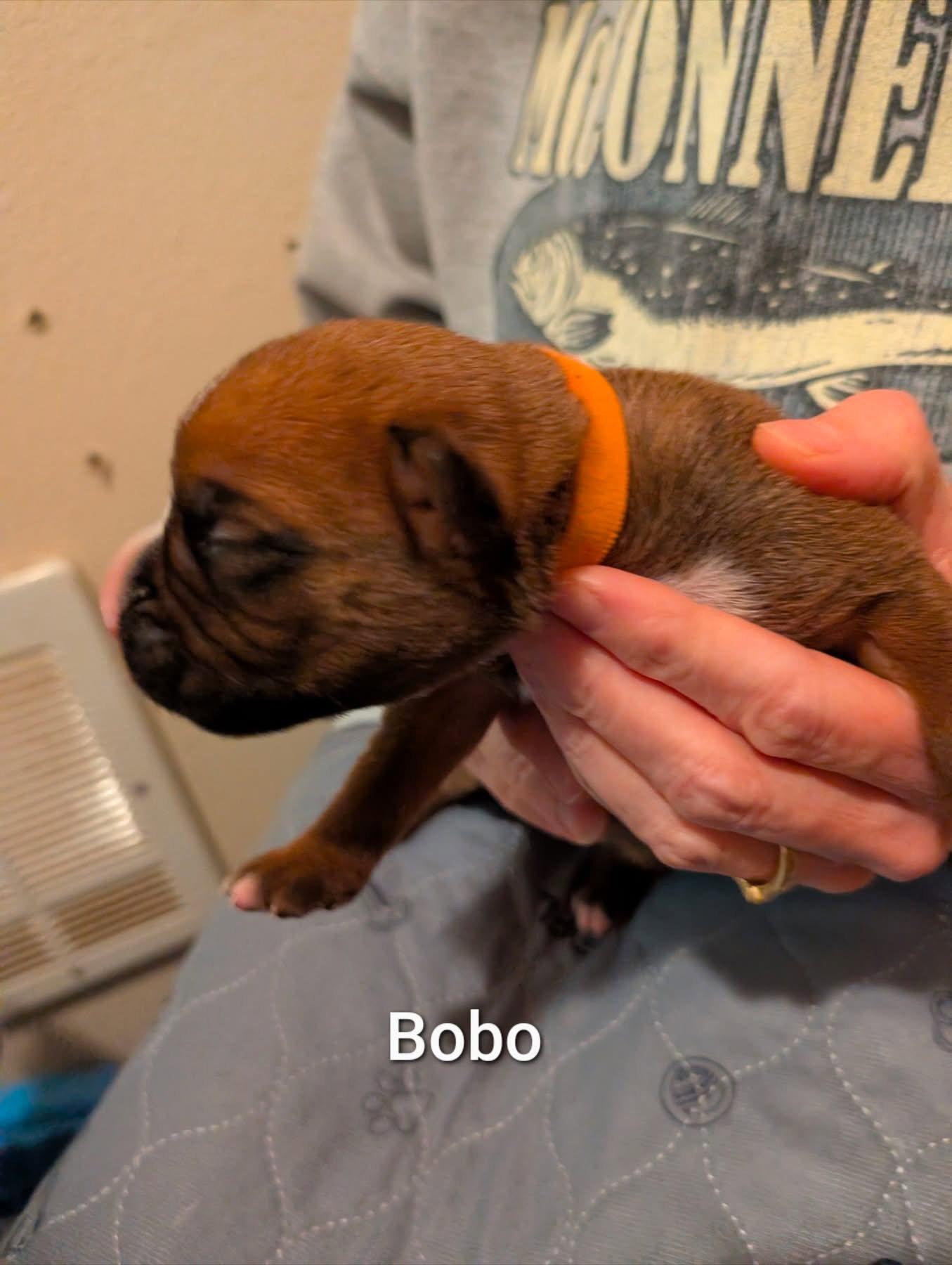 Bobo, Adopted, Puppy Male Boxer.