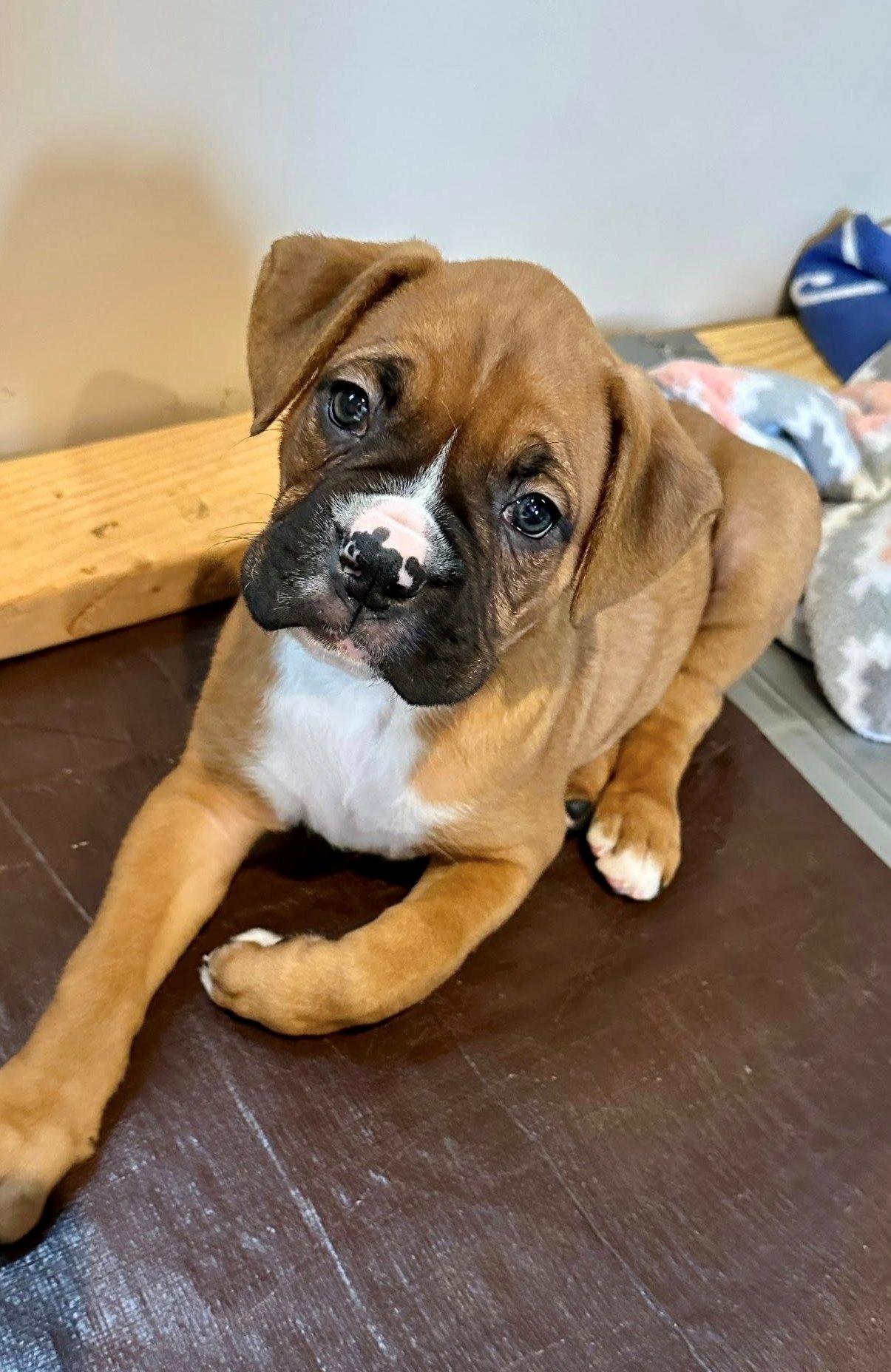 Enlarge Bobo, a Adopted Boxer in Stanwood, WA image 2/2