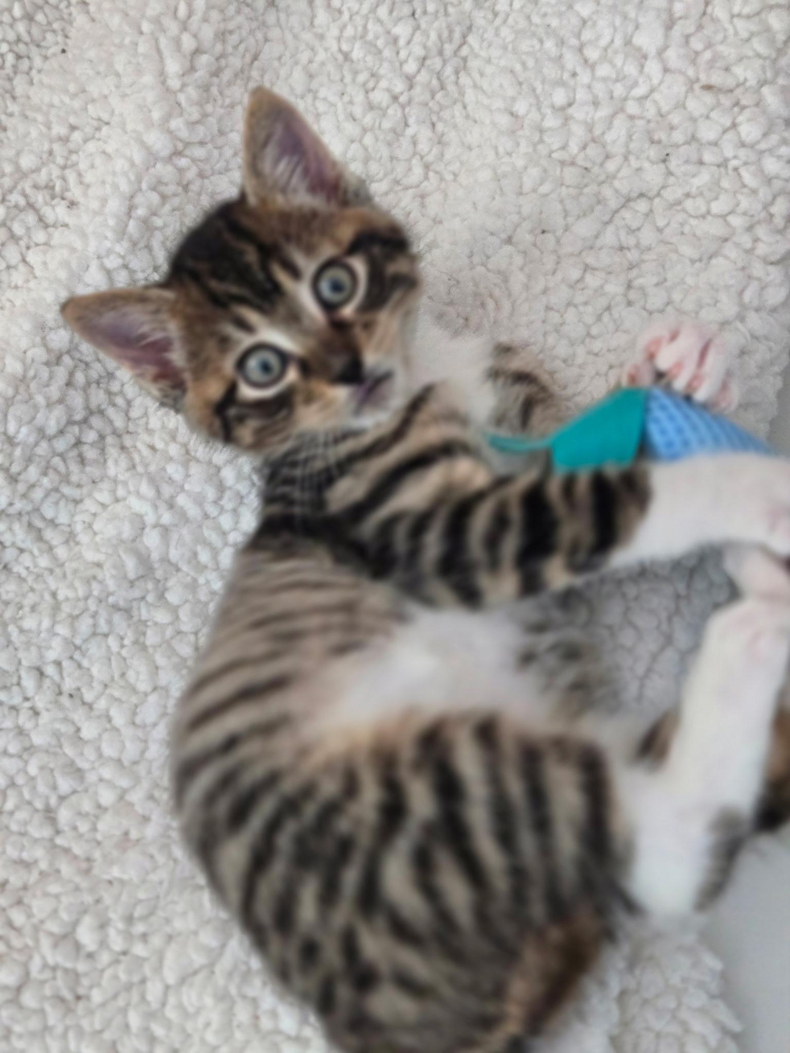Honey & Moonshine BONDED, Baby Female Domestic Short Hair