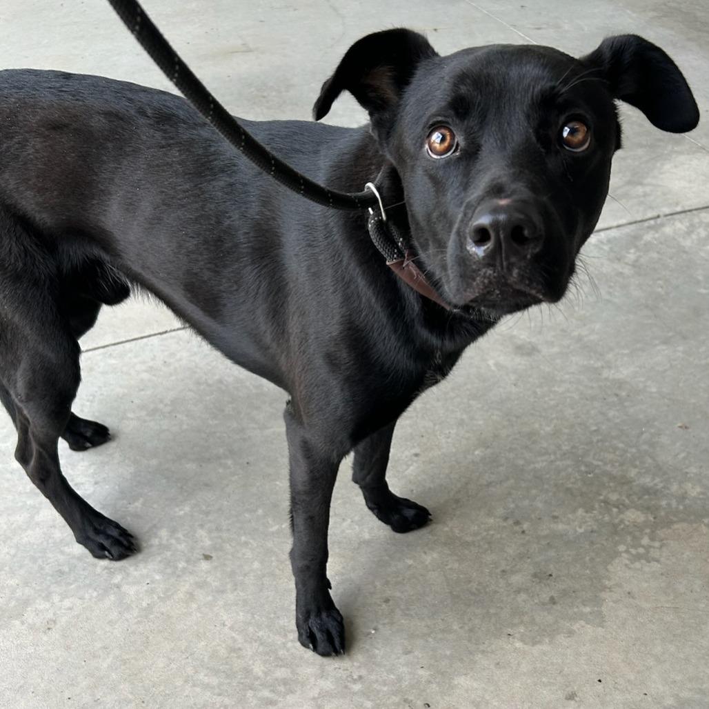 Coal, Adoptable, Adult Male Black Labrador Retriever & Chow Chow.