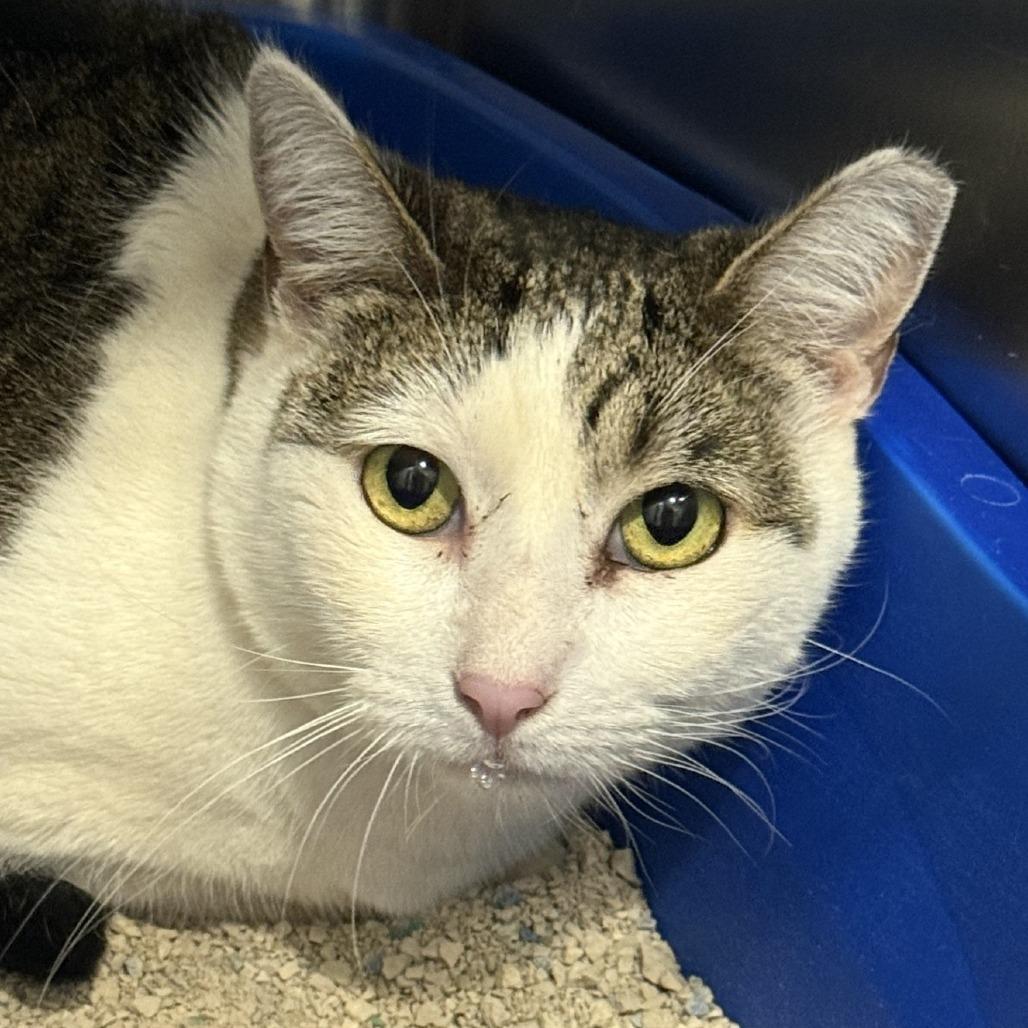 Enlarge Kayel, a Adoptable Domestic Short Hair in Tucson, AZ image 1/3