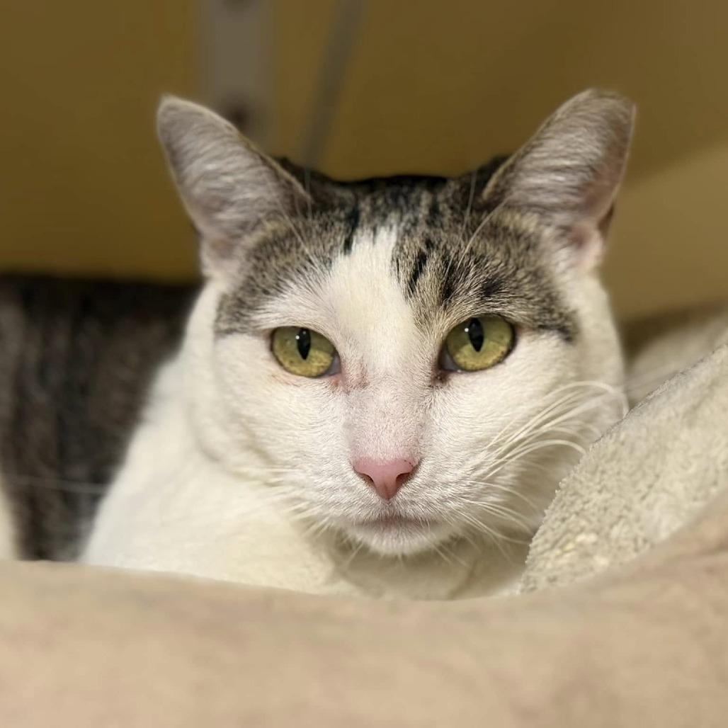 Enlarge Kayel, a Adoptable Domestic Short Hair in Tucson, AZ image 2/3