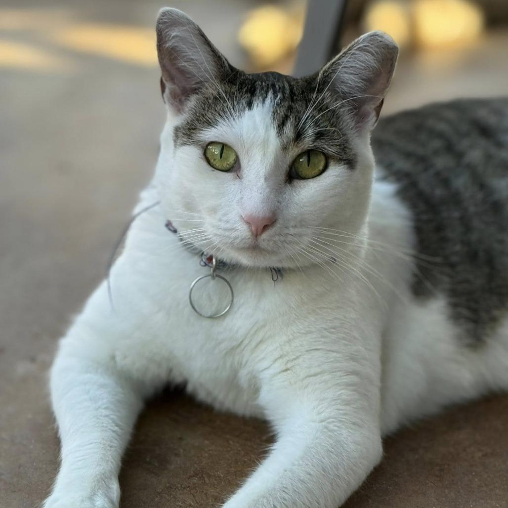 Enlarge Kayel, a Adoptable Domestic Short Hair in Tucson, AZ image 3/3