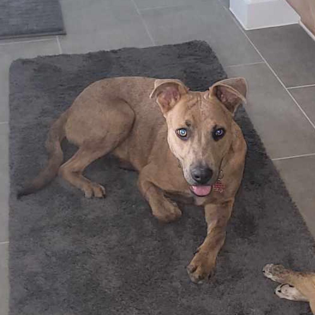 Enlarge Rocky, a Adoptable mixed breed in Georgetown, TX image 5/6