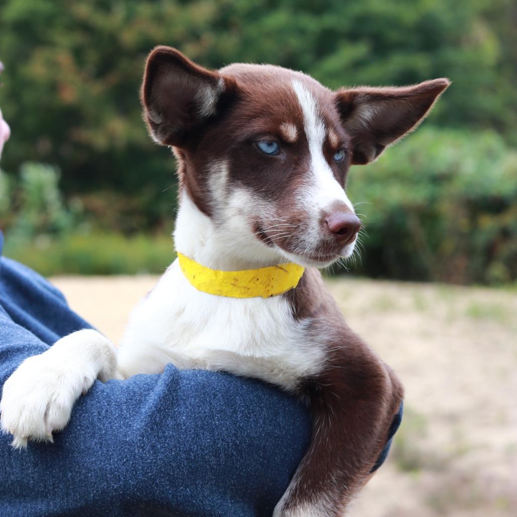CT Tortellini, Adoptable, Puppy Female Shepherd & Husky.