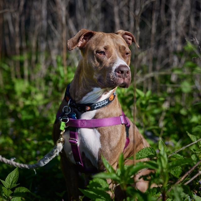 Lana, a Adoptable mixed breed in Chicago, IL image 2/6