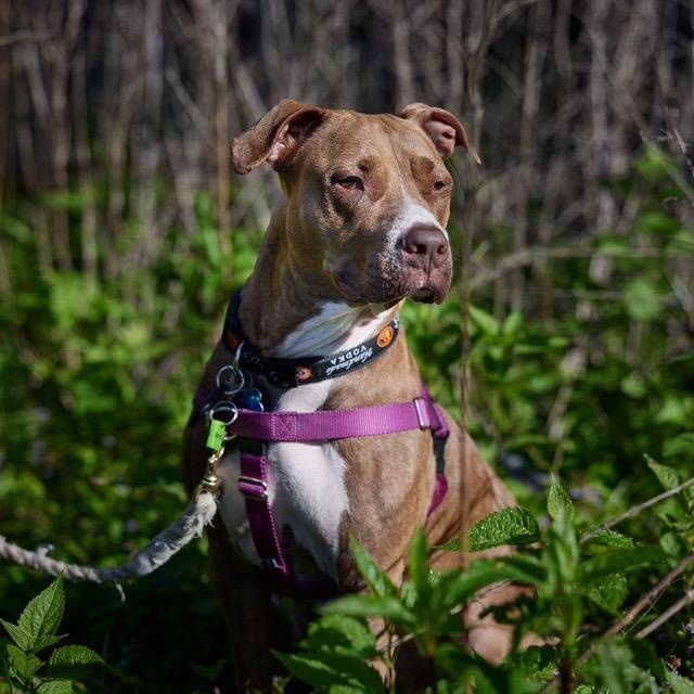 Enlarge Lana, a Adoptable mixed breed in Chicago, IL image 2/6