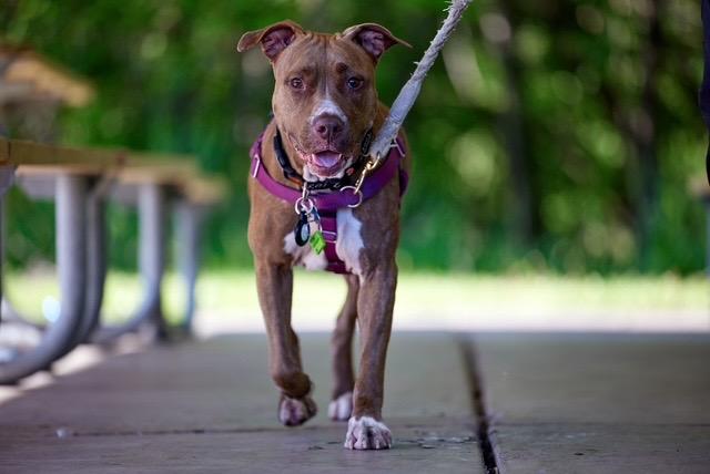 Lana, Adoptable, Adult Female Pit Bull Terrier.