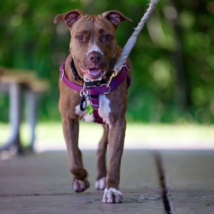 Enlarge Lana, a Adoptable mixed breed in Chicago, IL image 1/6