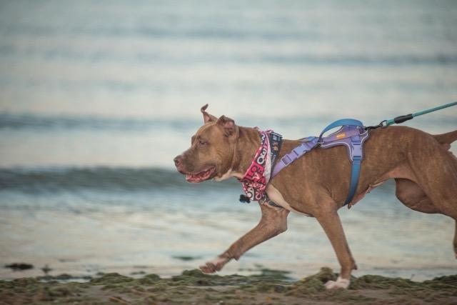 Lana, a Adoptable mixed breed in Chicago, IL image 3/6