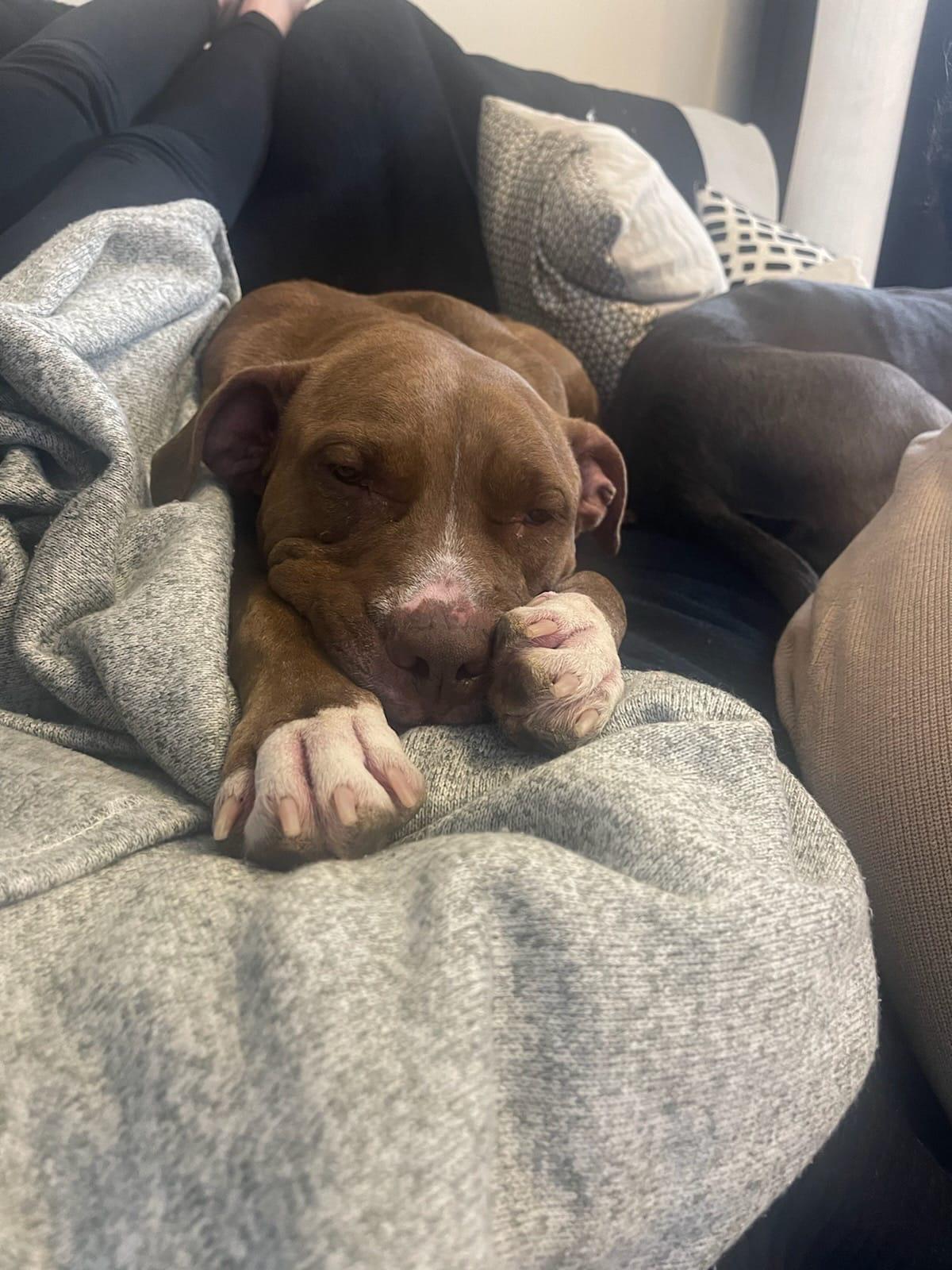 Lana, Adoptable, Adult Female Pit Bull Terrier.