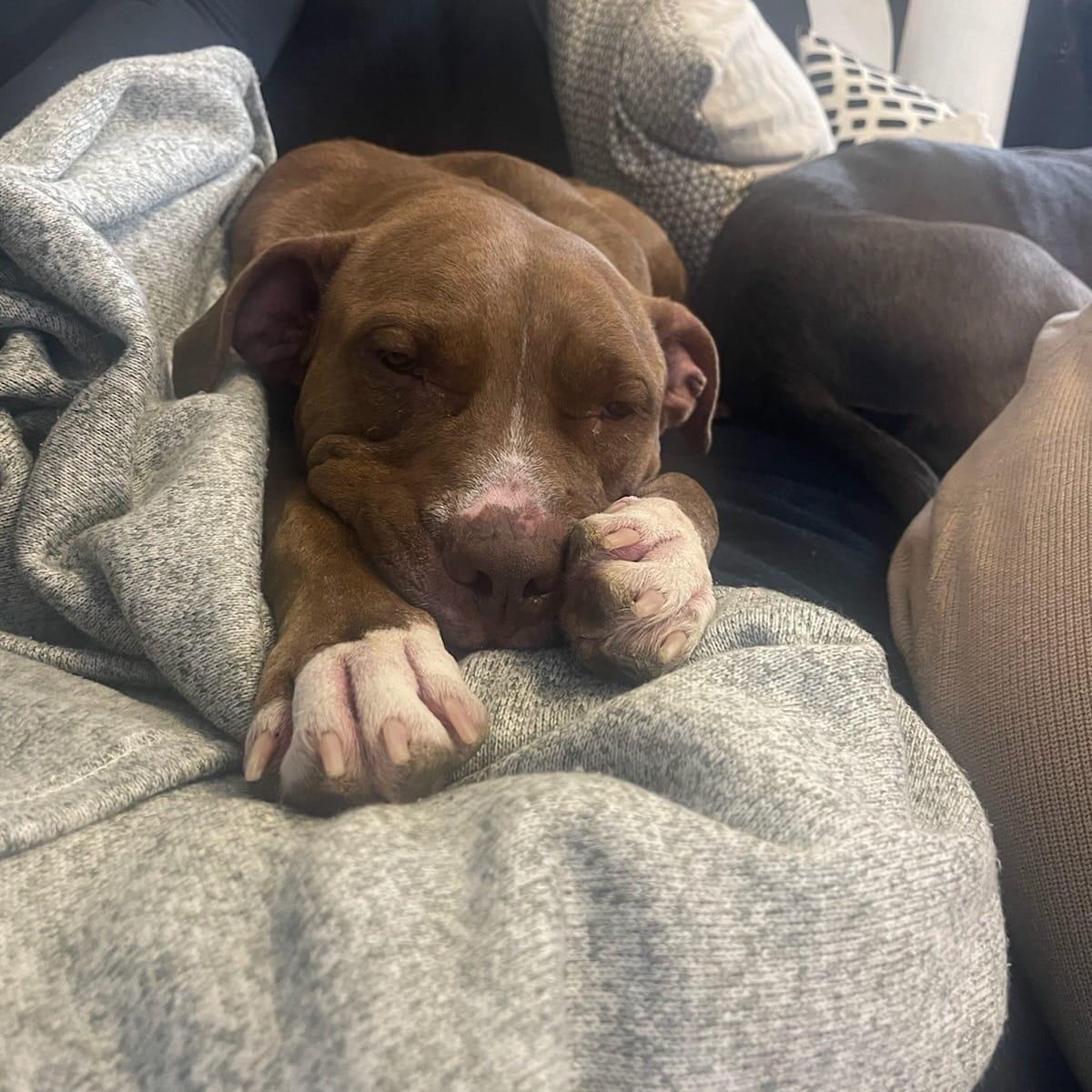 Enlarge Lana, a Adoptable mixed breed in Chicago, IL image 6/6