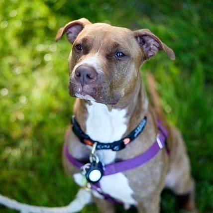 Enlarge Lana, a Adoptable mixed breed in Chicago, IL image 4/6