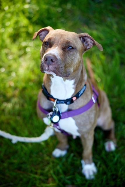 Lana, a Adoptable mixed breed in Chicago, IL image 4/6