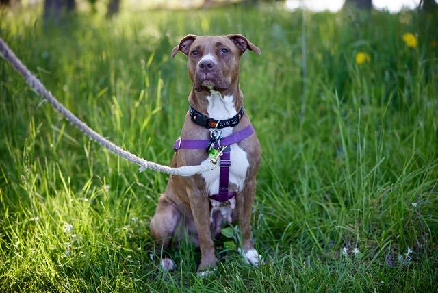 Lana, a Adoptable mixed breed in Chicago, IL image 5/6