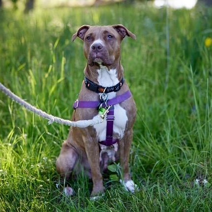 Enlarge Lana, a Adoptable mixed breed in Chicago, IL image 5/6