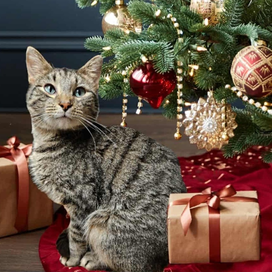 Max, Adoptable, Adult Male Tabby.